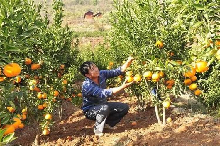 硝酸钙肥料使用方法