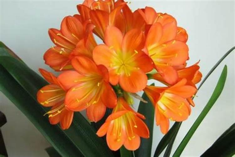 尿素和碳铵有什么区别？