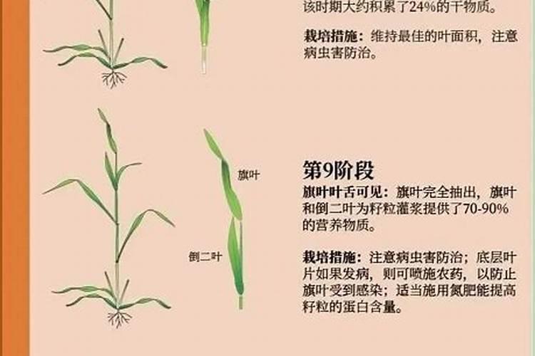 水溶肥要如何正确使用？常见的水溶肥有哪几类？