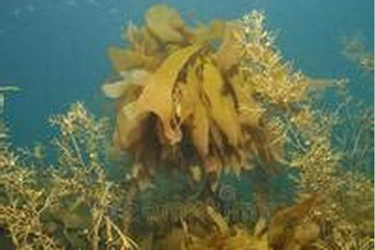 榕树施什么肥料