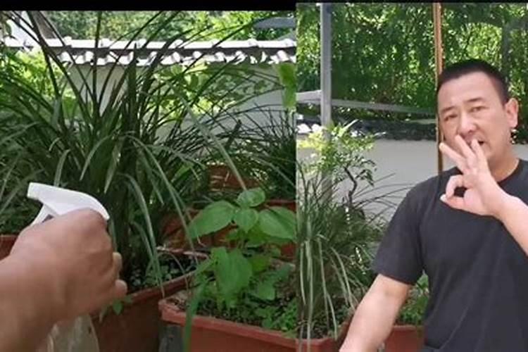 磷酸二氢钾加尿素加葡萄糖做叶面肥可以吗