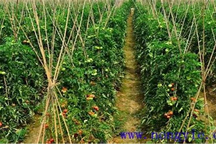 白菜怎么浇水施肥 正确方法