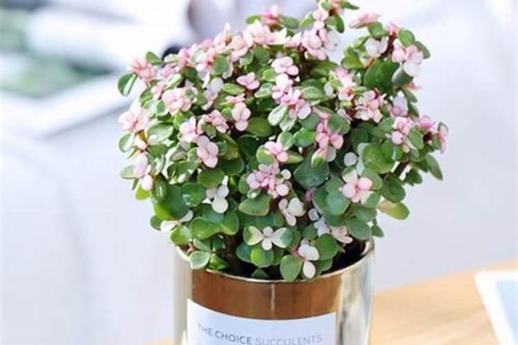 尿怎样做肥料尿液做肥料多久浇一次