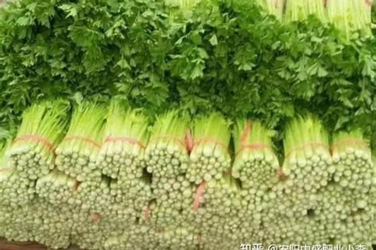 什么盆栽喜欢氮肥