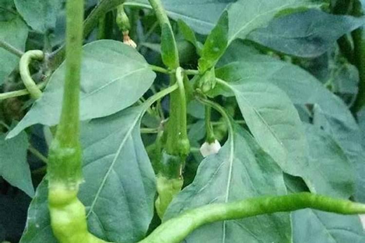 辣椒叶变黄落叶什么原因