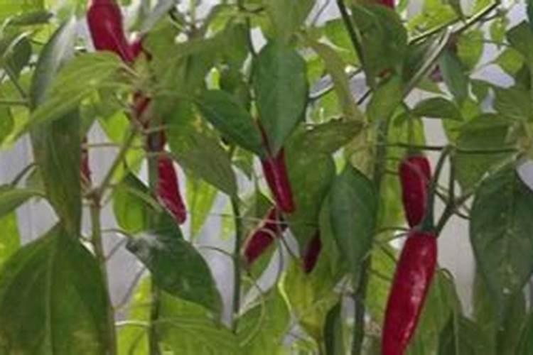 长时间下雨导致辣椒叶子发黄是什么原因如何处理？