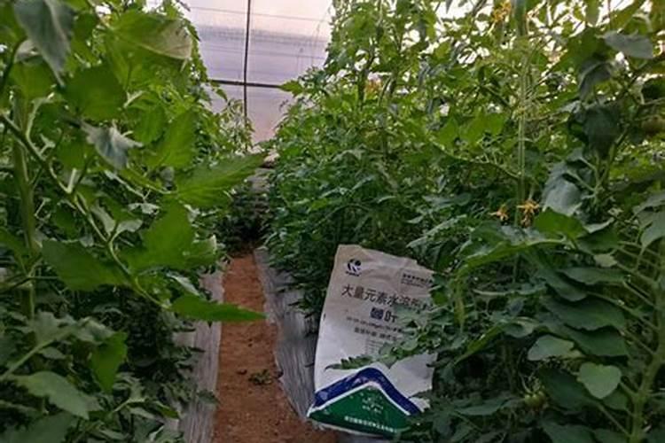 三个17的肥料上辣椒地多长时间能用上劲？