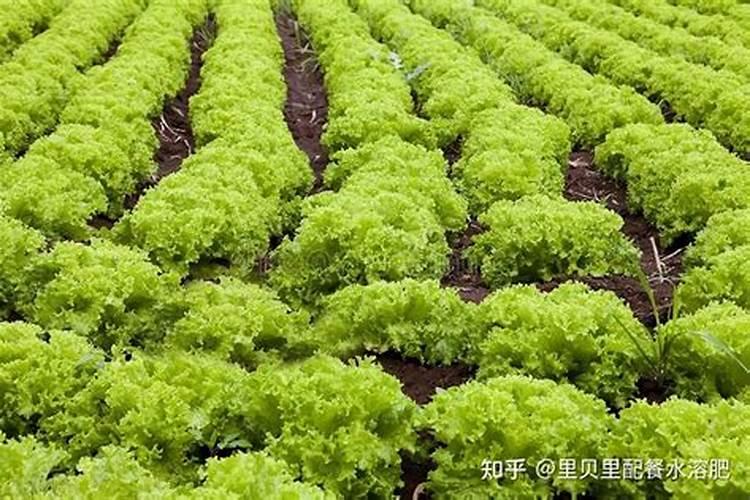 生菜追肥可以用尿素吗