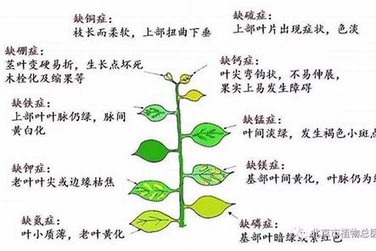 请问什麼态的氮肥利於植物？铵跟氨跟胺,有甚麼差别