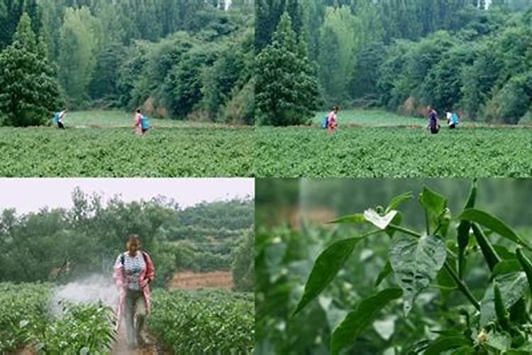 辣椒起小叶怎么办