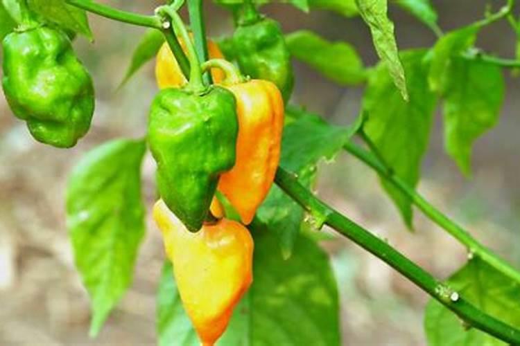 辣椒喷什么叶面肥结果多,多久喷一次