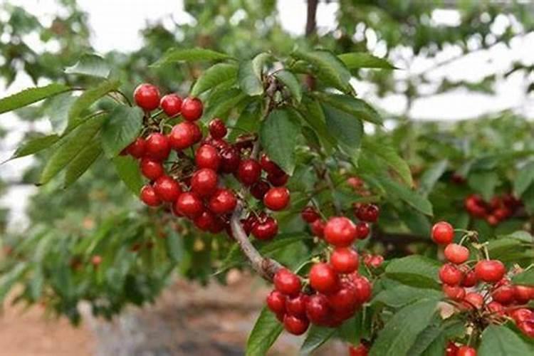 小樱桃树施肥量多少