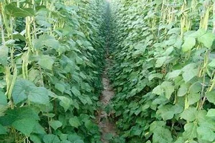 氮磷钾肥的作用是什么