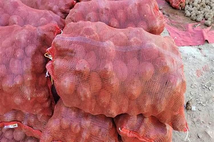 大蒜生长过程是怎样的