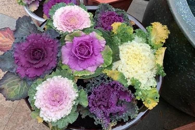 大蒜生长过程是怎样的