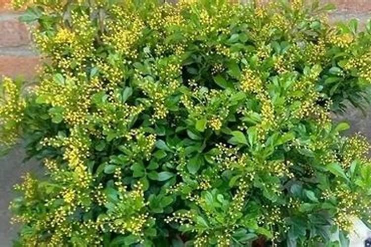 米兰的施肥方法什么肥料好？