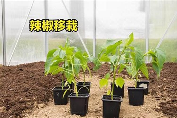 薄皮大辣椒种植技术