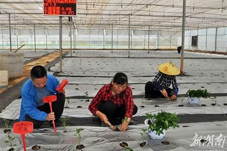 辣椒的种植方法如何种植辣椒