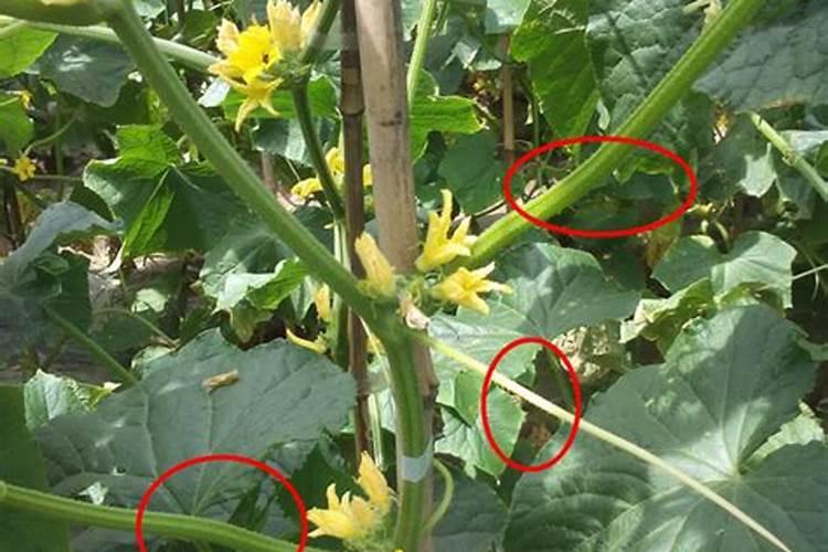 盆栽黄瓜结果就枯萎了怎么办