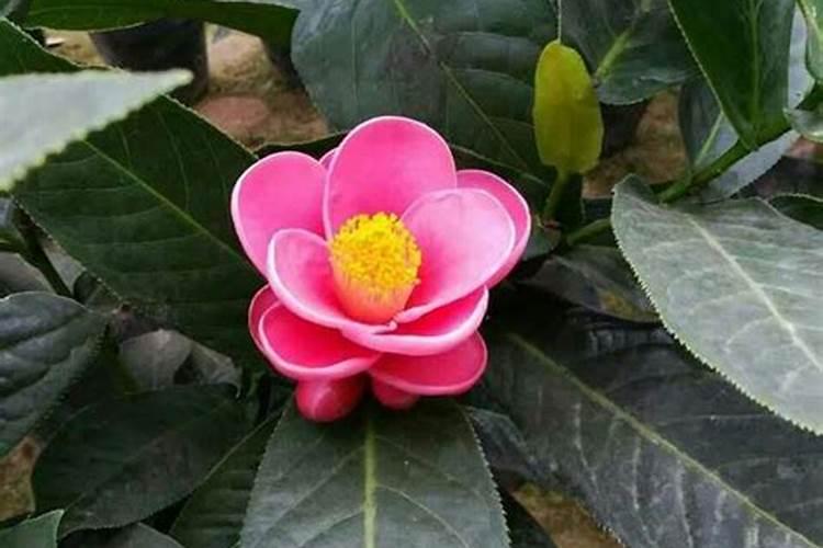 山茶花怎么施肥 山茶花如何施肥