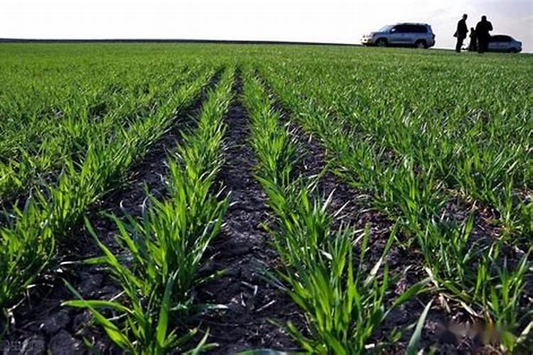 柑橘什么时候施肥最佳