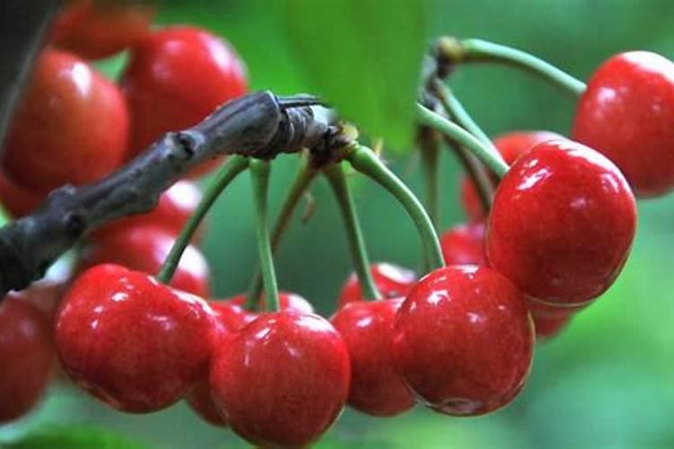 罗布泊钾肥在辣椒出口中扮演了什么角色？