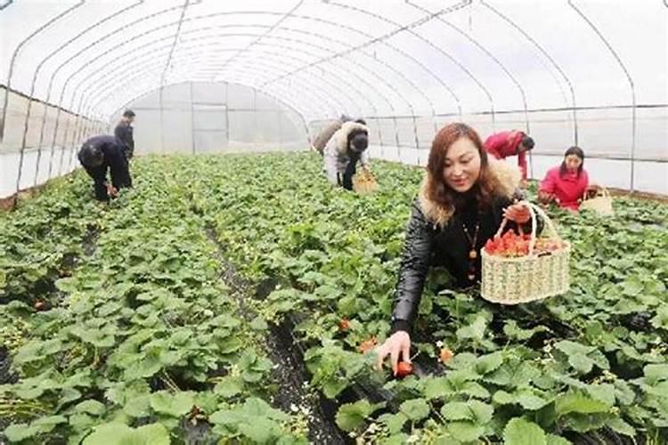 草莓为什么只开花不结果？草莓水溶肥怎么施才能预防？