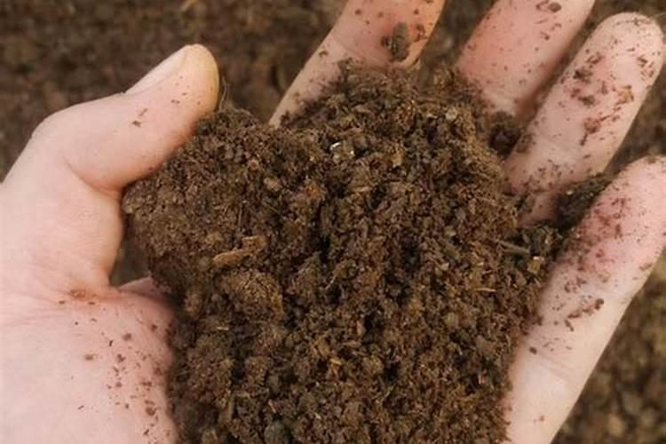 肉肉植物用什么肥料好(养护多肉的方法详解)