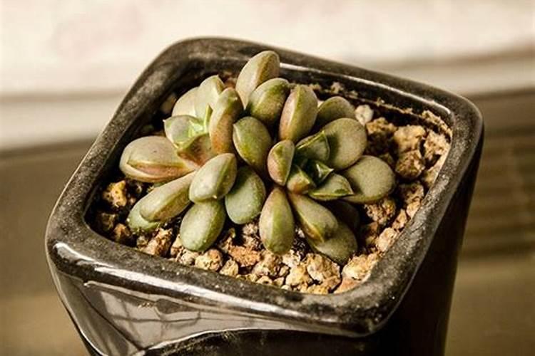 肉肉花怎么养殖能爆盆