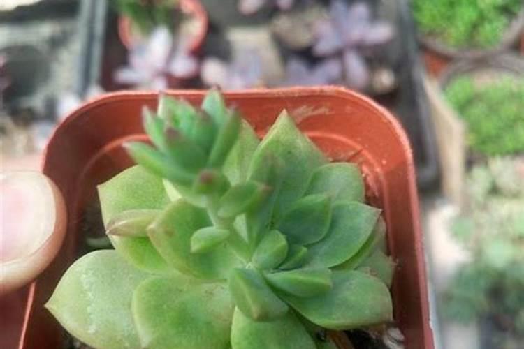 多肉植物能喷磷钾肥吗