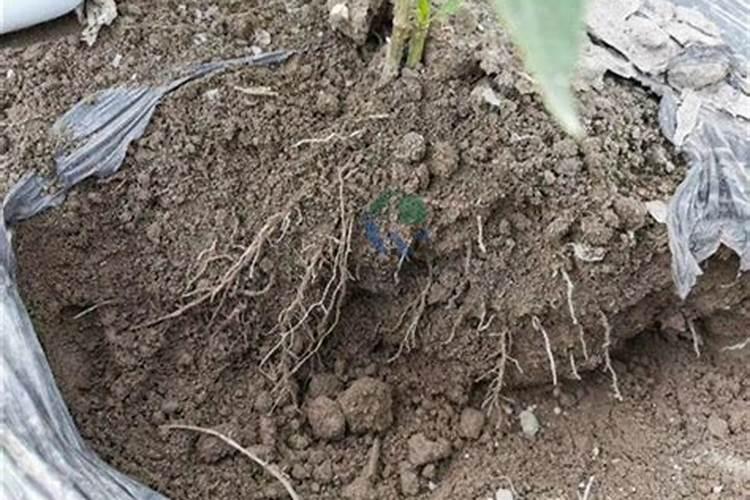 黄瓜生根最好的肥料黄瓜生根最好的肥料介绍