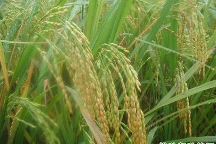 无花果施什么肥料最好