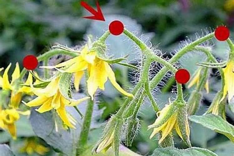 无花果施肥的正确方法