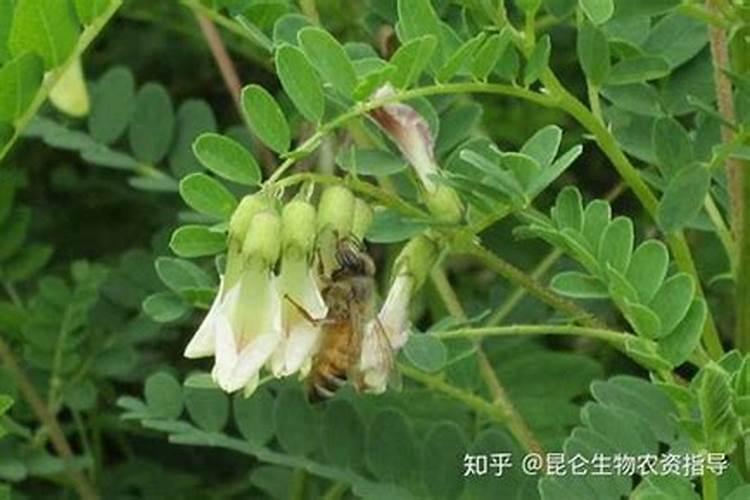 复合肥腐植酸型是什么意思