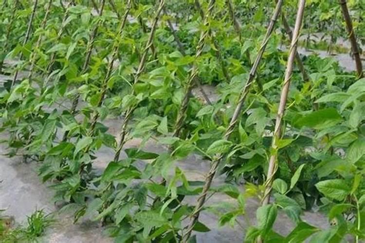 豆角用什么肥料 豆角用氮肥对吗