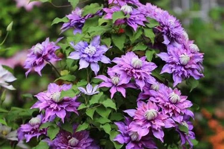 大棚嫁接西瓜定植后如何管理？