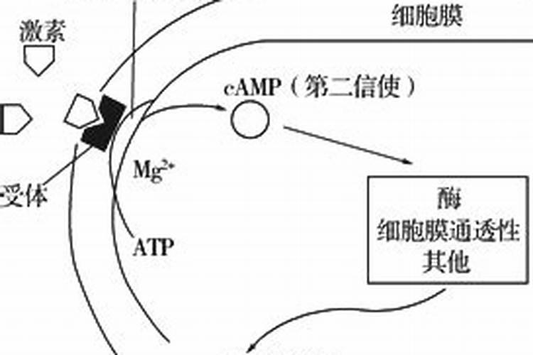 水溶肥一般几天见效