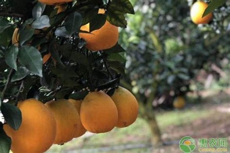 乙酰甲胺磷使用方法