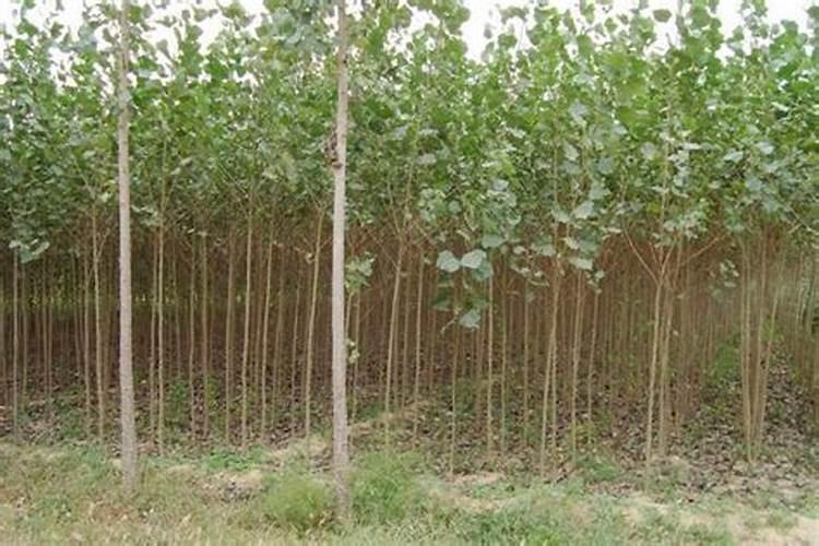 红心猕猴桃几年结果实