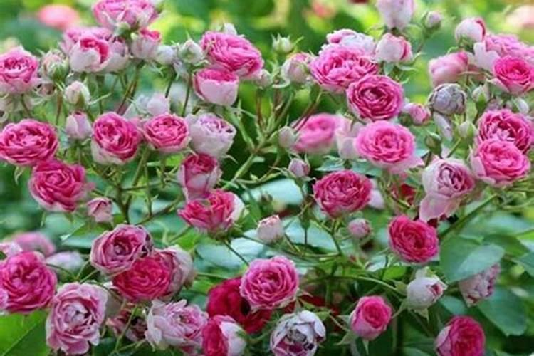 辣椒开花了要怎样浇水施肥