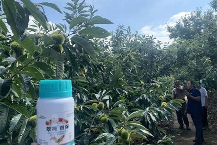 香水柠檬的浇水方法(香水柠檬的浇水方法是什么)