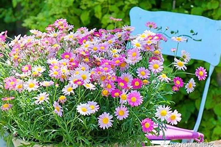 玛格丽特如何施肥 玛格丽特怎么施肥