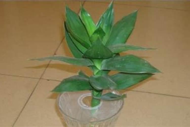 观音竹施肥方法及注意事项 春季棕竹怎么施肥