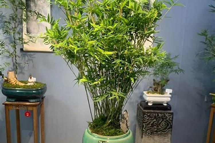 观音竹施肥方法及注意事项 春季棕竹怎么施肥