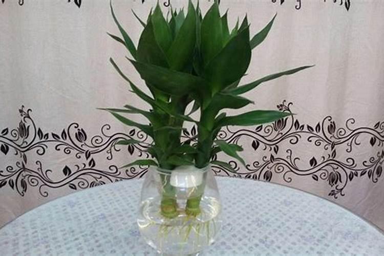 花生开花期能打叶面肥吗？