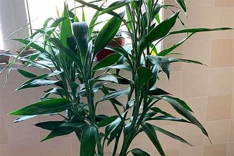 多肉植物能喷磷钾肥吗