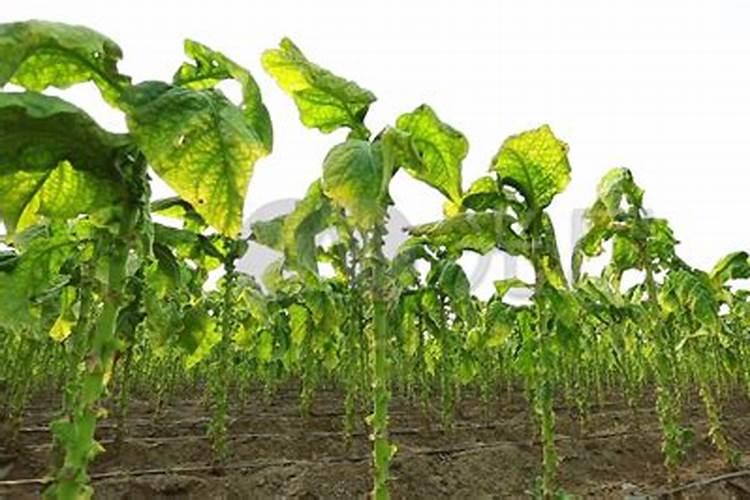 颗粒磷肥是过磷酸钙吗