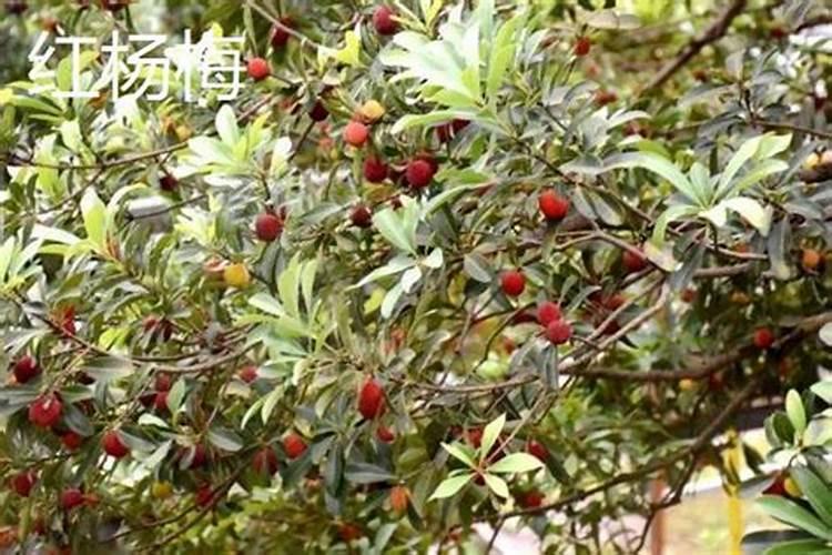 无花果用什么肥料 该如何管理