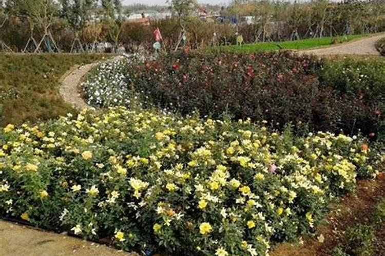 月季什么时候用氮肥