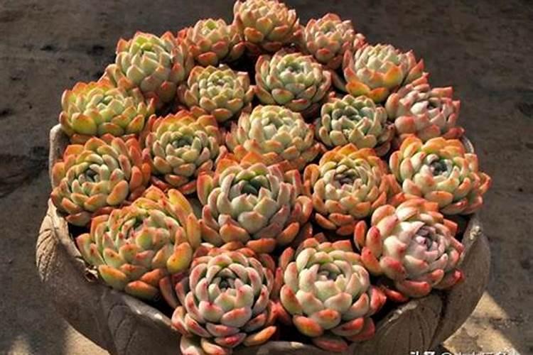 花红果和海棠果的区别花红果和海棠果有什么区别